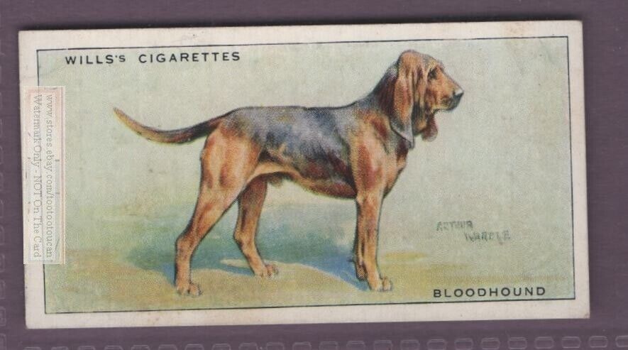 Bloodhound Dog Canine Pet 1930s Ad Trade Card